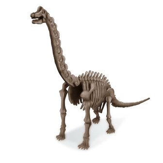 4M Graaf je Dino op - Brachiosaurus 
